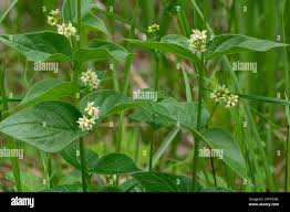 Attēlu rezultāti vaicājumam “Vincetoxicum hirundinaria leaf”