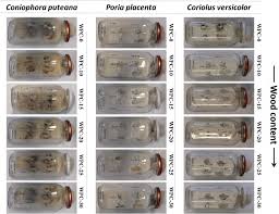 Attēlu rezultāti vaicājumam “Coniophora puteana”