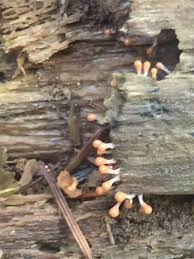 Attēlu rezultāti vaicājumam “Hemitrichia decipiens var. hemitrichoides spores”