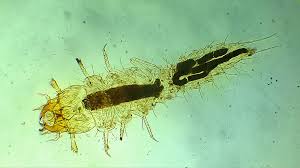 Attēlu rezultāti vaicājumam “Leiodidae larva”