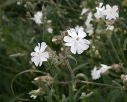 Attēlu rezultāti vaicājumam “Silene latifolia subsp. alba flower”