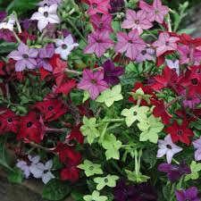 Image result for Nicotiana x sanderae