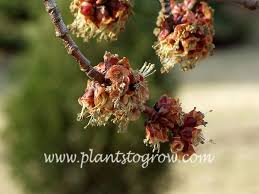 Attēlu rezultāti vaicājumam “Acer saccharinum flower”