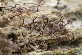 Attēlu rezultāti vaicājumam “Cribraria languescens”