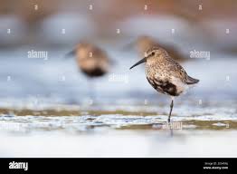 Attēlu rezultāti vaicājumam “Calidris alpina adult”