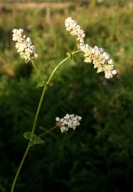 Attēlu rezultāti vaicājumam “Fagopyrum esculentum”