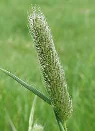 Attēlu rezultāti vaicājumam “Alopecurus pratensis”