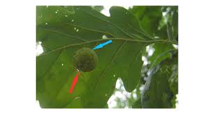 Attēlu rezultāti vaicājumam “Cynips quercusfolii”