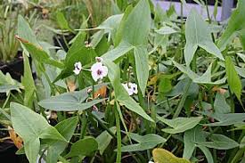 Attēlu rezultāti vaicājumam “Sagittaria sagittifolia leaf”