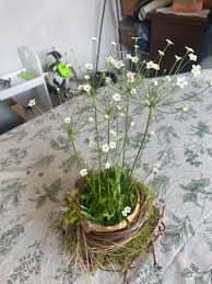 Attēlu rezultāti vaicājumam “Androsace septentrionalis fruit”