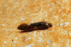 Attēlu rezultāti vaicājumam “Monopis weaverella”