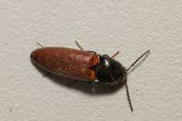 Attēlu rezultāti vaicājumam “Ampedus pomorum”