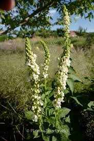 Attēlu rezultāti vaicājumam “Verbascum nigrum leaf”