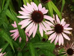 Image result for Echinacea purpurea