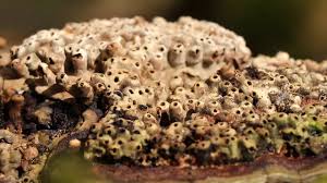 Attēlu rezultāti vaicājumam “Agathomyia wankowiczii”