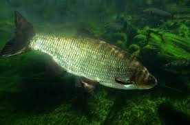 Attēlu rezultāti vaicājumam “Leuciscus idus”