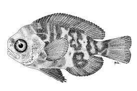 Image result for Schedophilus ovalis