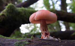 Attēlu rezultāti vaicājumam “Rhodotus palmatus”