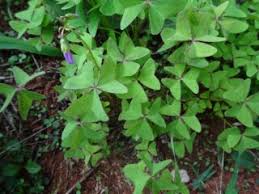 Attēlu rezultāti vaicājumam “Oxalidaceae”