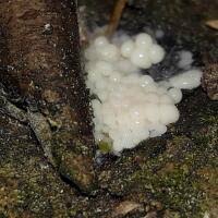 Attēlu rezultāti vaicājumam “Arcyria major”