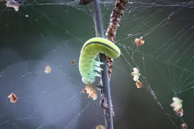 Attēlu rezultāti vaicājumam “Cimbex femoratus imago”