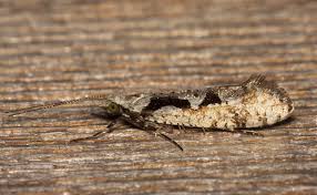 Attēlu rezultāti vaicājumam “Plutellidae”