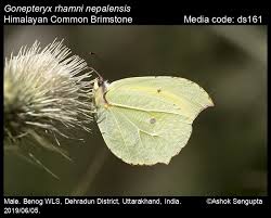 Attēlu rezultāti vaicājumam “Gonepteryx rhamni female”