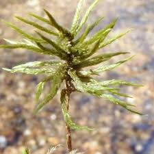Attēlu rezultāti vaicājumam “Climacium dendroides sporophyte”
