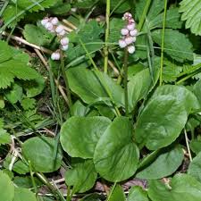 Attēlu rezultāti vaicājumam “Pyrola minor”