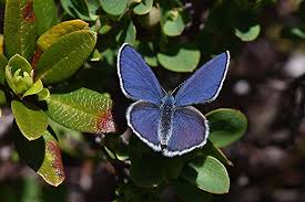 Attēlu rezultāti vaicājumam “Vacciniina optilete underside”