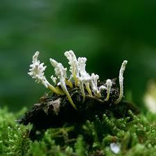 Attēlu rezultāti vaicājumam “Trichia longipalpis spores”