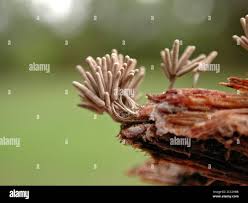 Attēlu rezultāti vaicājumam “Stemonitis fusca stalked”