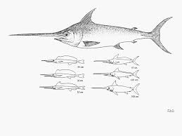 Image result for Xiphias gladius