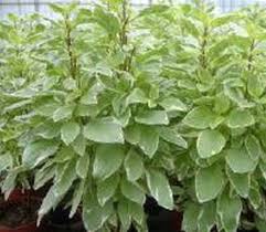 Image result for Basilikum