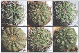 Image result for Gymnocalycium