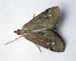 Attēlu rezultāti vaicājumam “Udea olivalis”