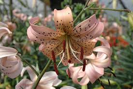 Attēlu rezultāti vaicājumam “Lilium lancifolium”