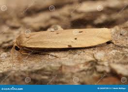 Attēlu rezultāti vaicājumam “Pelosia muscerda”