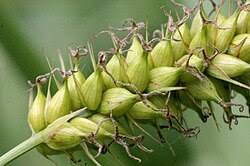 Attēlu rezultāti vaicājumam “Carex riparia”