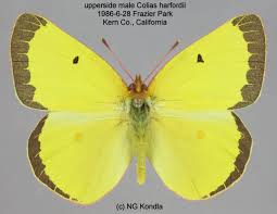 Attēlu rezultāti vaicājumam “Colias palaeno upperside”