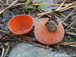 Attēlu rezultāti vaicājumam “Aleuria aurantia”