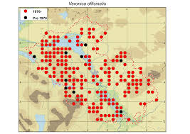 Attēlu rezultāti vaicājumam “Veronica officinalis fruit”