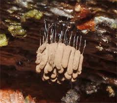 Attēlu rezultāti vaicājumam “Stemonitopsis hyperopta var. landewaldii”