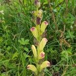 Attēlu rezultāti vaicājumam “Pedicularis sceptrum-carolinum leaf”