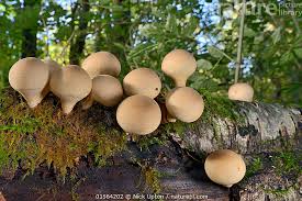 Attēlu rezultāti vaicājumam “Lycoperdon pyriforme”