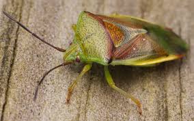 Attēlu rezultāti vaicājumam “Elasmostethus interstinctus”