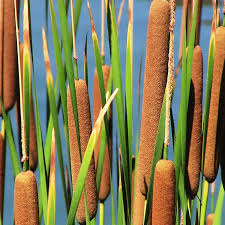 Attēlu rezultāti vaicājumam “Typha latifolia fruit”