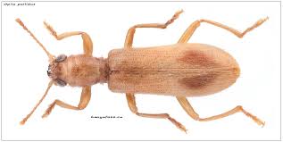 Attēlu rezultāti vaicājumam “Grynocharis oblonga”