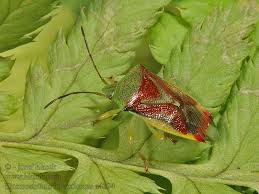 Attēlu rezultāti vaicājumam “Elasmostethus interstinctus”