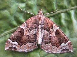 Attēlu rezultāti vaicājumam “Eulithis prunata”